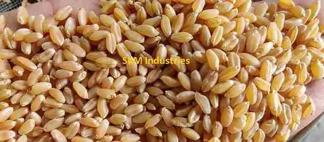 Wheat seed